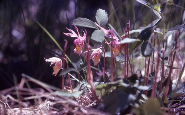 Fairy-slipper (Calypso bulbosa) Picture