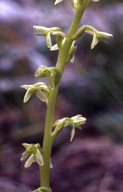 Alaskan rein-orchid (Piperia unalascensis) Picture