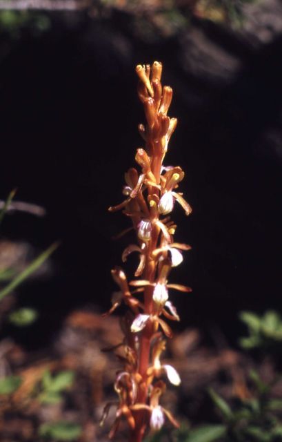 Western coral-root (Corallorhiza mertensiana) Picture