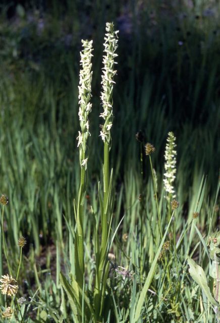 White bog-orchid (Platanthera dilatata) Picture