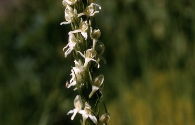 White bog-orchid (Platanthera dilatata) Picture