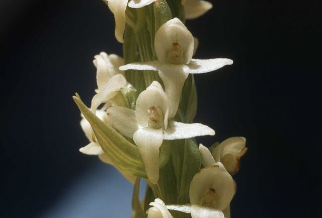 White bog-orchid (Platanthera dilatata) Picture