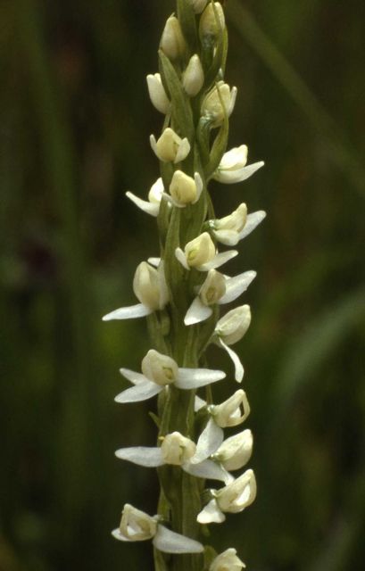 Northern green bog-orchid (Platanthera huronensis) Picture