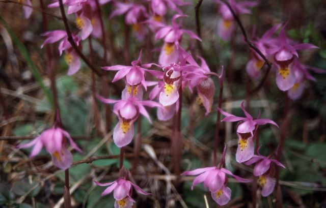 Group of fairy-slipper (Calypso bulbosa) orchids on Slough Creek trail Picture