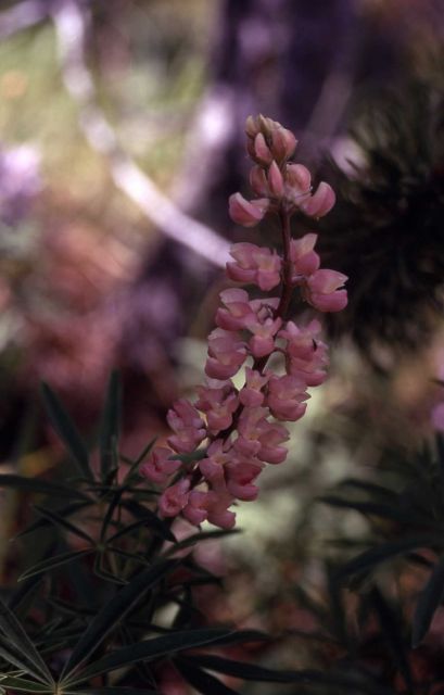 Lupine (Lupinus sp.) Picture