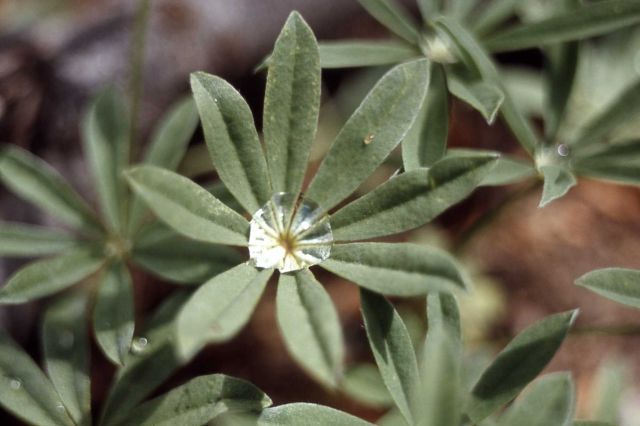 Lupine (Lupinus sp.) leaf with water drop Picture