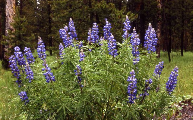 Cluster of Lupine (Lupinus sp.) Picture