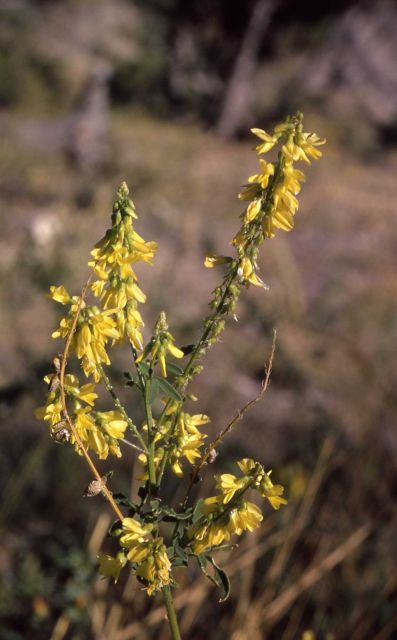 Yellow sweet-clover (Melilotus officinalis) Picture