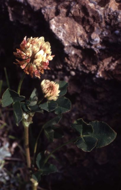 Alsike clover (Trifolium hybridum) Picture