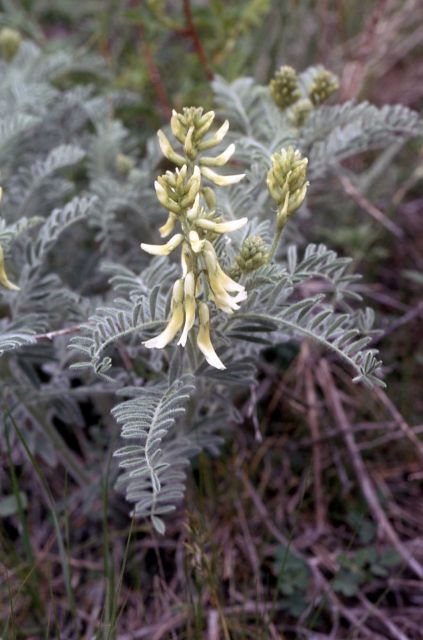 Drummond milk-vetch (Astragalus drummondii) Picture