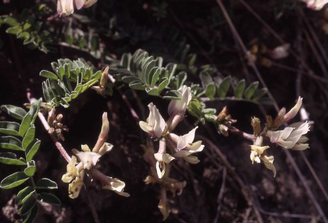Browse milk-vetch (Astragalus cibarius) Picture