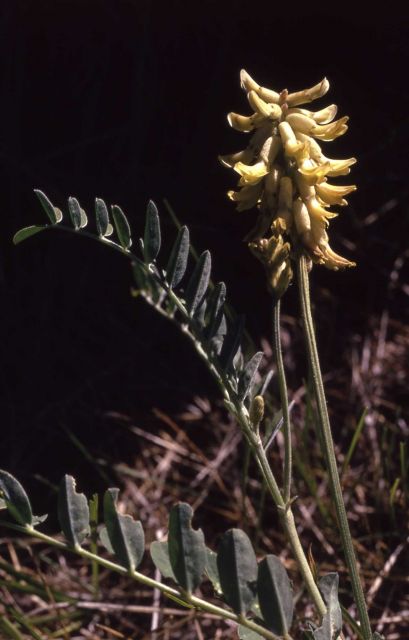 Canada milk-vetch (Astragalus canadensis) Picture