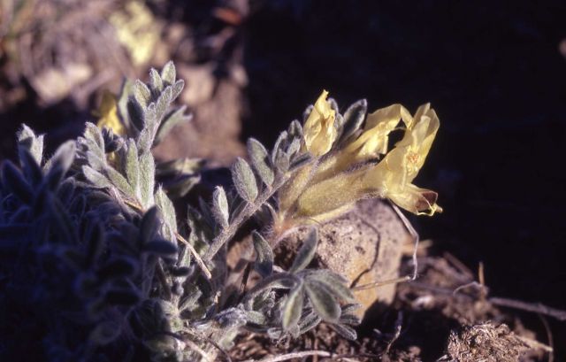 Browse milk-vetch (Astragalus cibarius) Picture