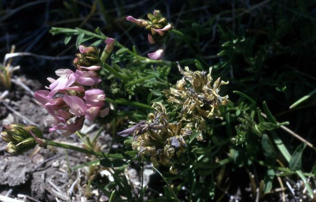 Milk-vetch (Astragalus sp.) Picture