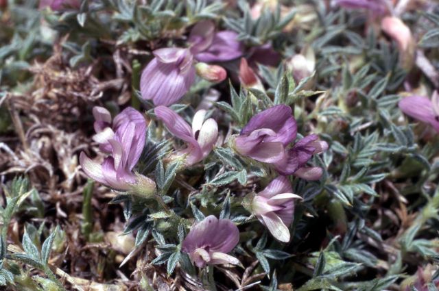 Thistle milk-vetch (Astragalus kentrophyta var. tegetarius) Picture