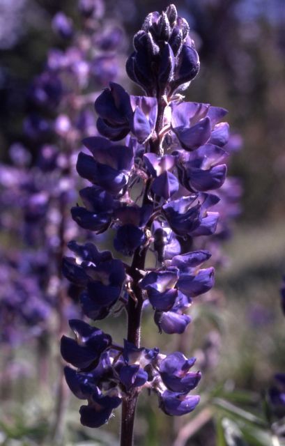 Lupine Picture