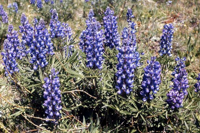 Lupine Picture