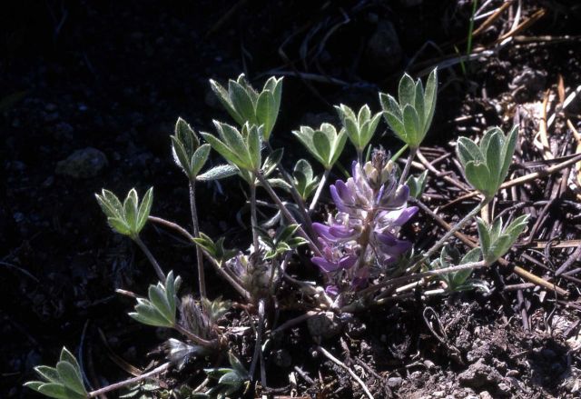 Lupine (Lupinus sp.) Picture