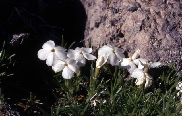 Many-flowered phlox (Phlox multiflora) Picture