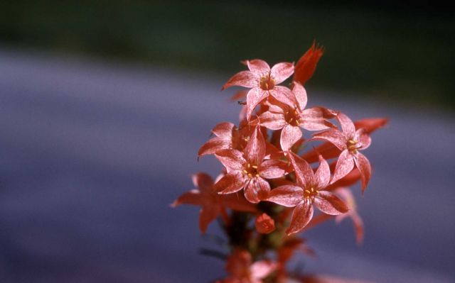 Scarlet gilia (Ipomopsis aggregata var. aggregata) Picture