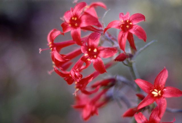 Scarlet gilia (Ipomopsis aggregata var. aggregata) Picture