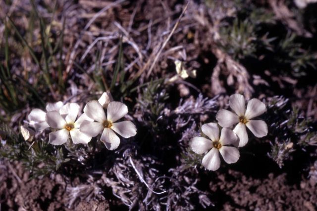 Hood's phlox (Phlox hoodii) Picture
