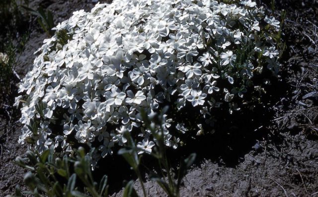 Many-flowered phlox (Phlox multiflora) Picture