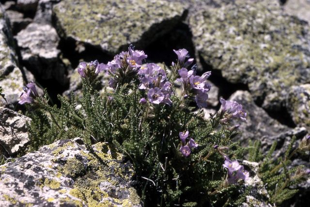 Skunk polemonium (Polemonium viscosum) Picture