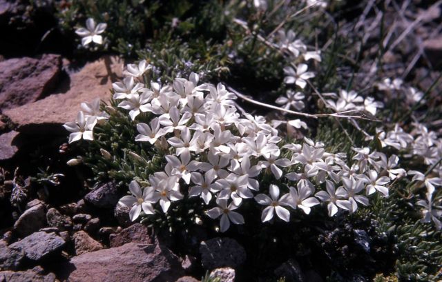Cushion phlox (Phlox pulvinata) Picture