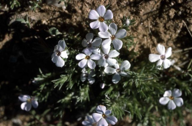 Many-flowered phlox (Phlox multiflora) Picture