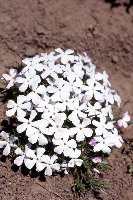 Many-flowered phlox (Phlox multiflora) Picture