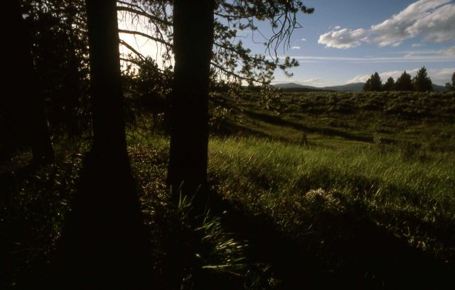 Trees in Hayden Valley Picture
