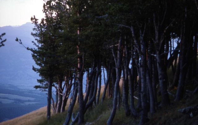 Trees on Mt Washburn Picture