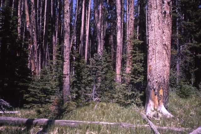 Spruce & fir growing under lodgepole pine Picture