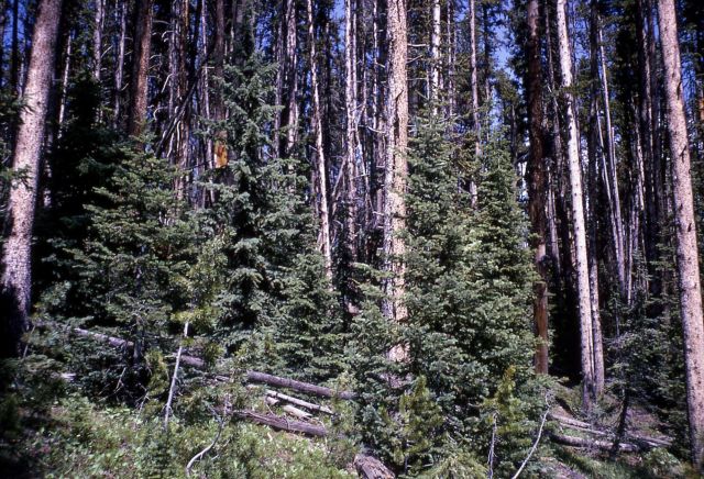 Spruce & fir growing under lodgepole pine Picture