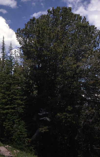 Spruce & fir forest growing under white bark pine Picture