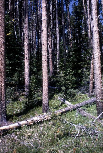 Spruce & fir growing under lodgepole pine Picture