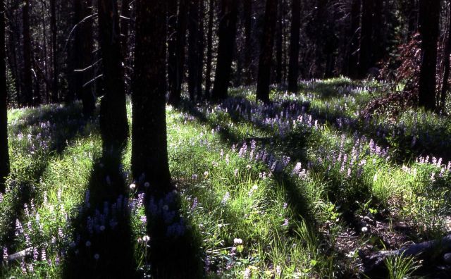 Lupine in lodgepole forest Picture
