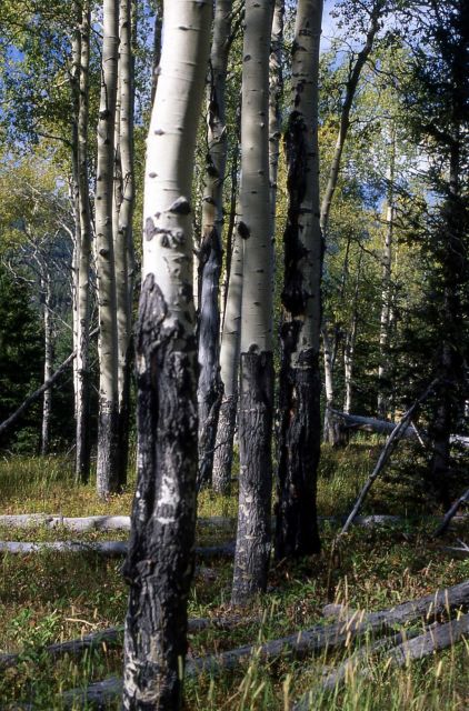 Aspen forest Picture