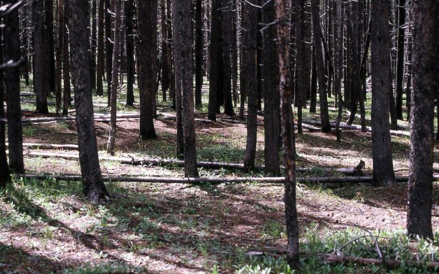 Lodgepole pine forest Picture