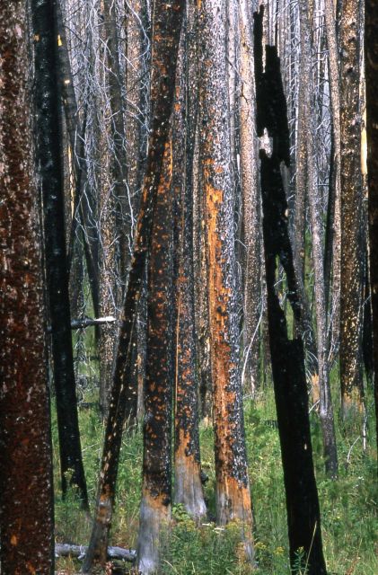 Burned lodgepole near Chittenden Road Picture