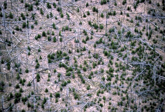 Aerial view of lodgepole pine forest Picture