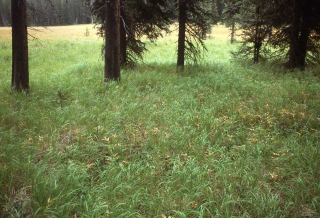 Grasses turning brown in the fall Picture