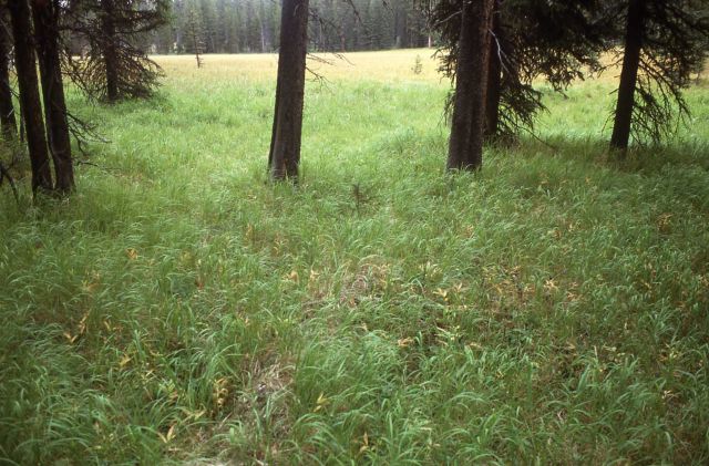 Grasses turning brown in the fall Picture