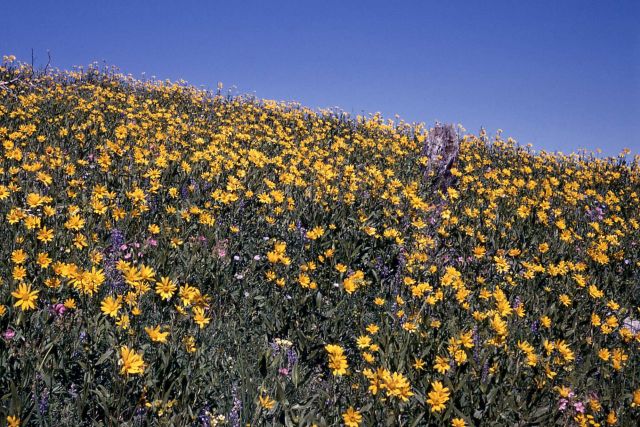 Sunflowers on hillside on Tower Road Picture