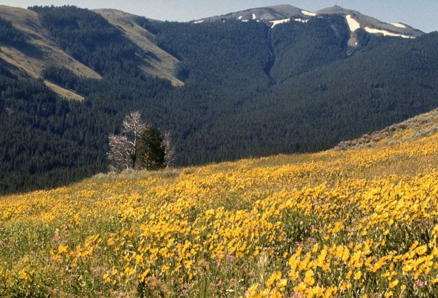 Sunflowers in sage Picture
