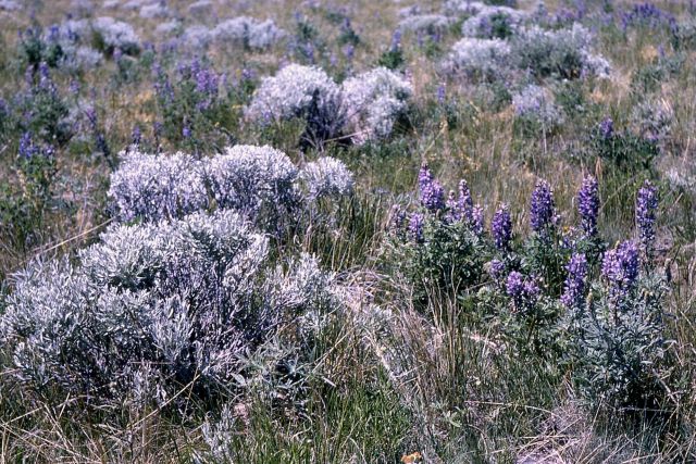 Sage - grassland, Mt Everts Picture