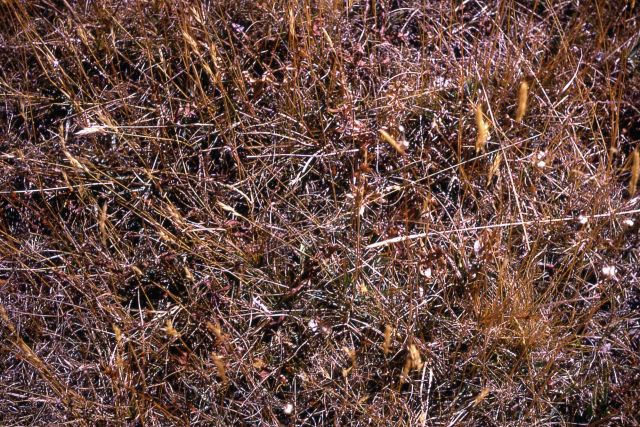 Grassland - ground cover Picture