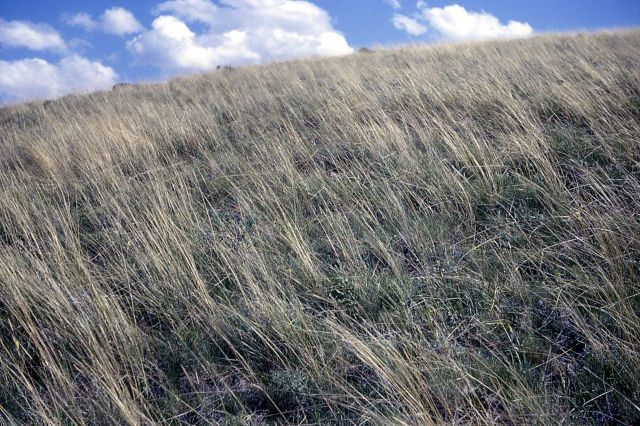 Wheatgrass field Picture