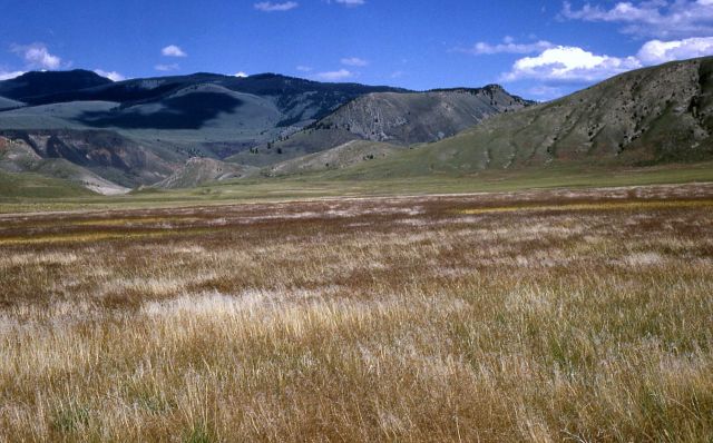 Cheatgrass brome field Picture